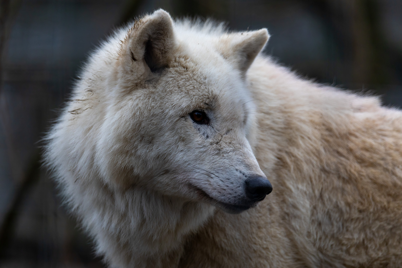 Hudson-Bay Wolf