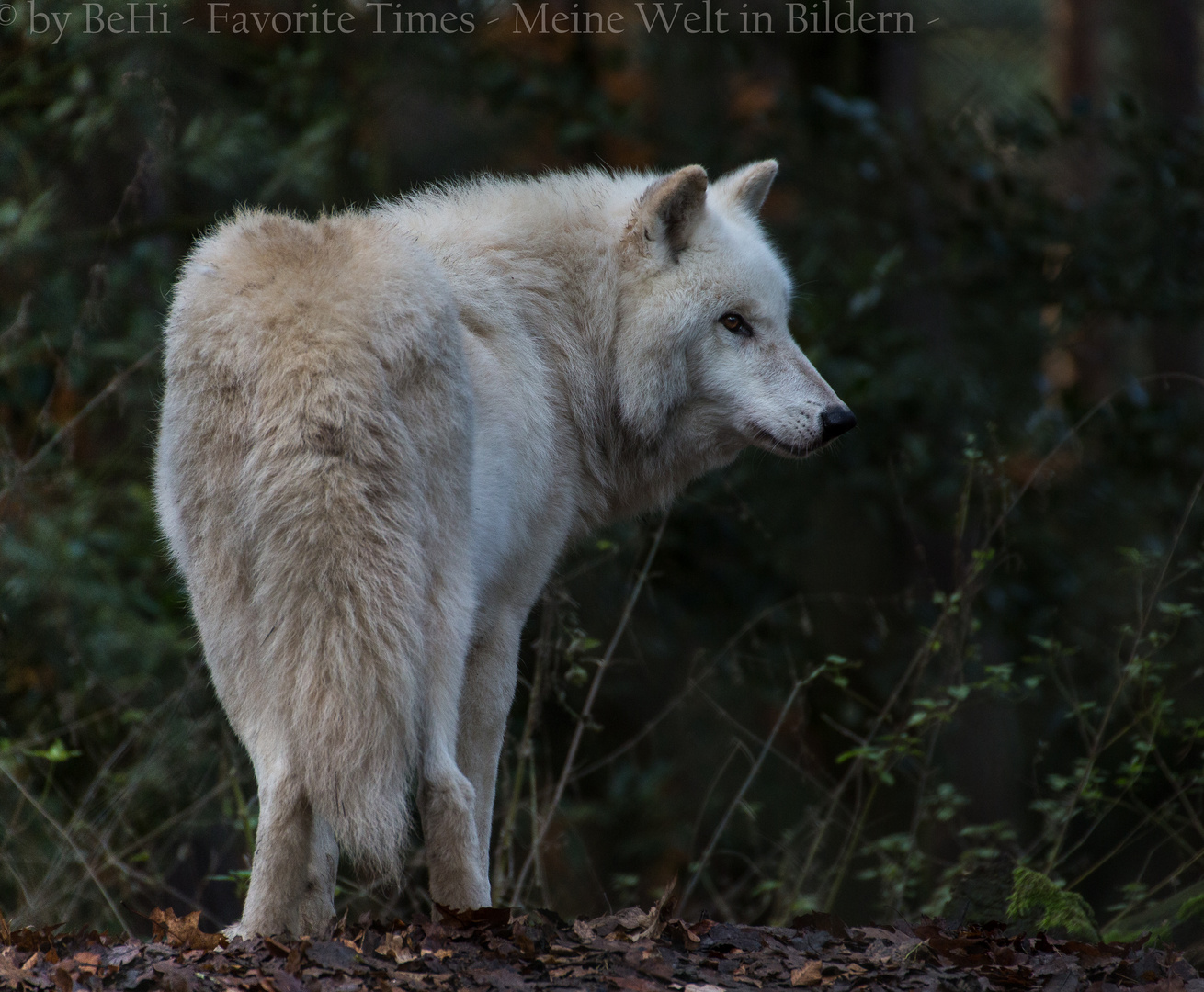 Hudson - Bay - Wolf