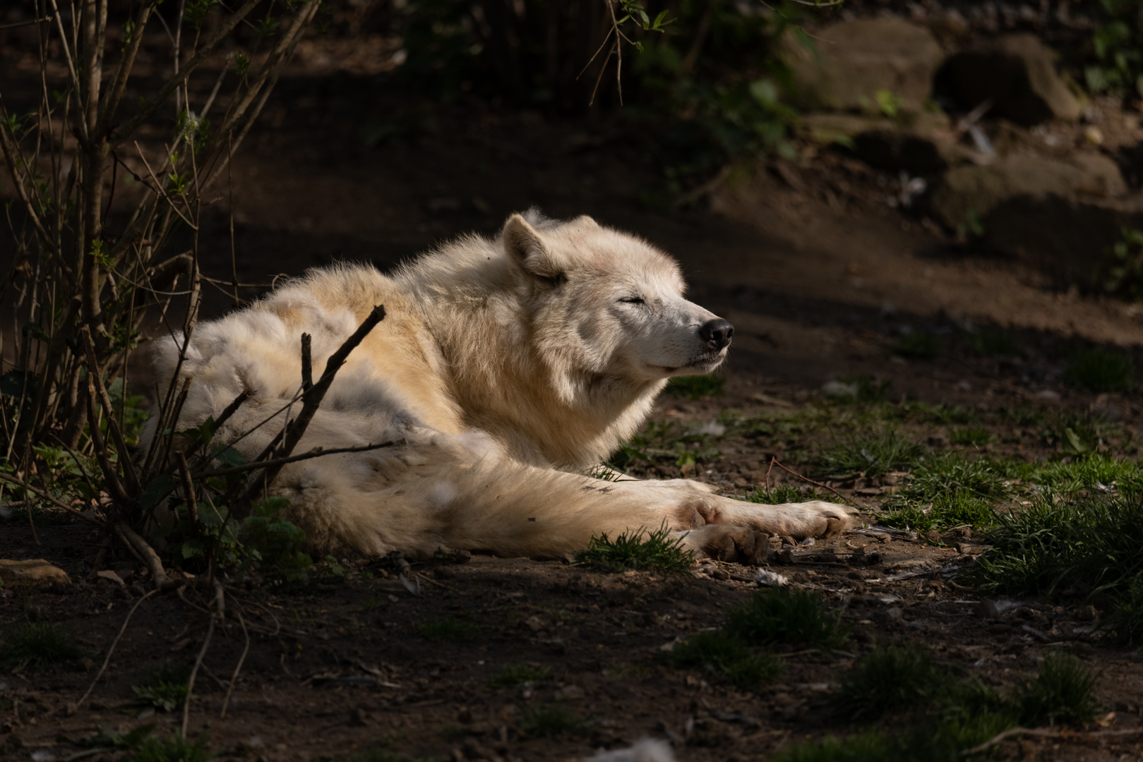 Hudson-Bay Wolf