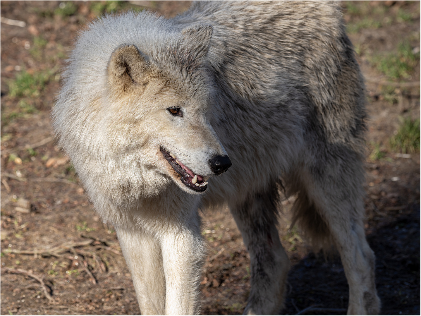 Hudson Bay Wolf