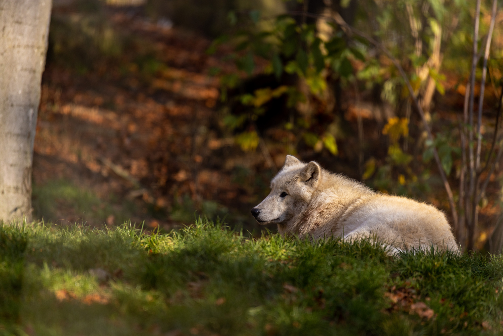 Hudson-Bay Wolf