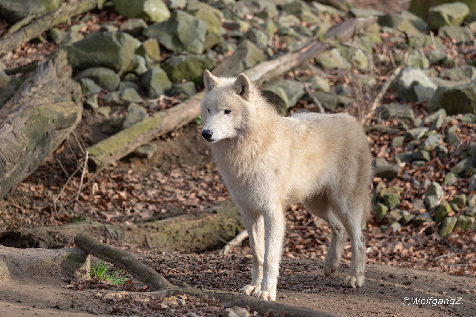 Hudson Bay Wolf