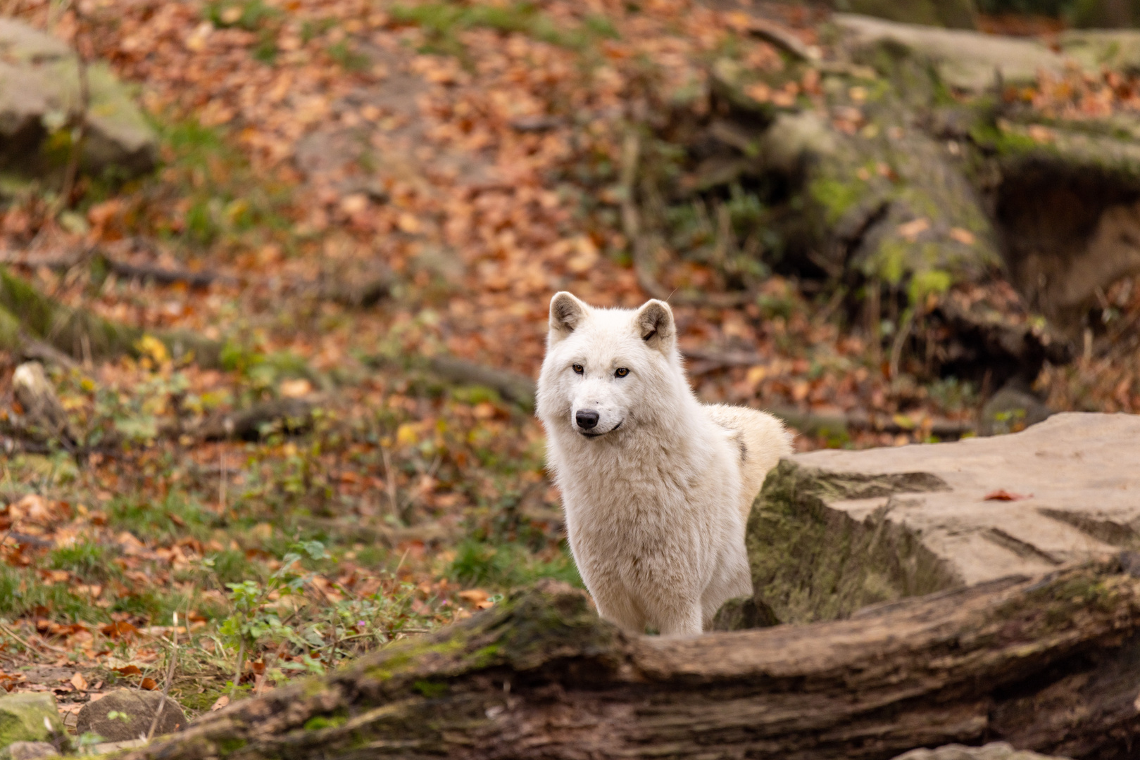 Hudson Bay Wolf