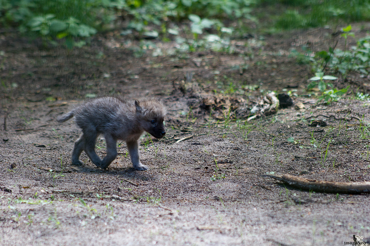 Hudson Bay Wolf