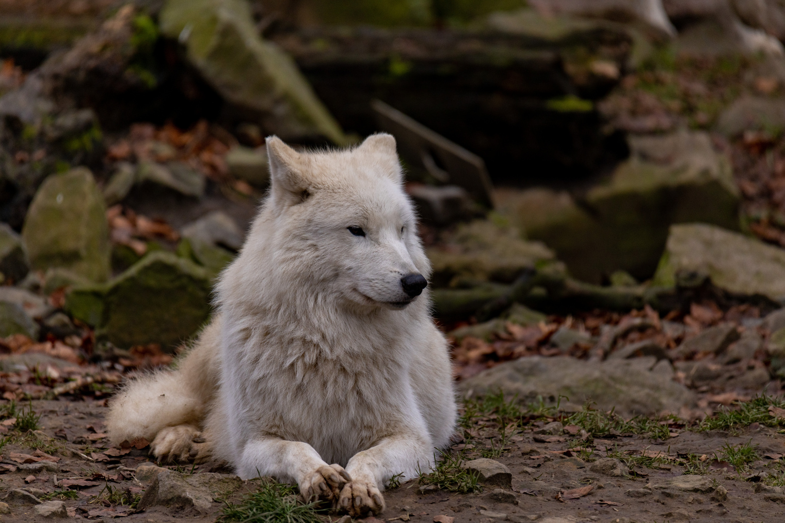 Hudson-Bay Wolf