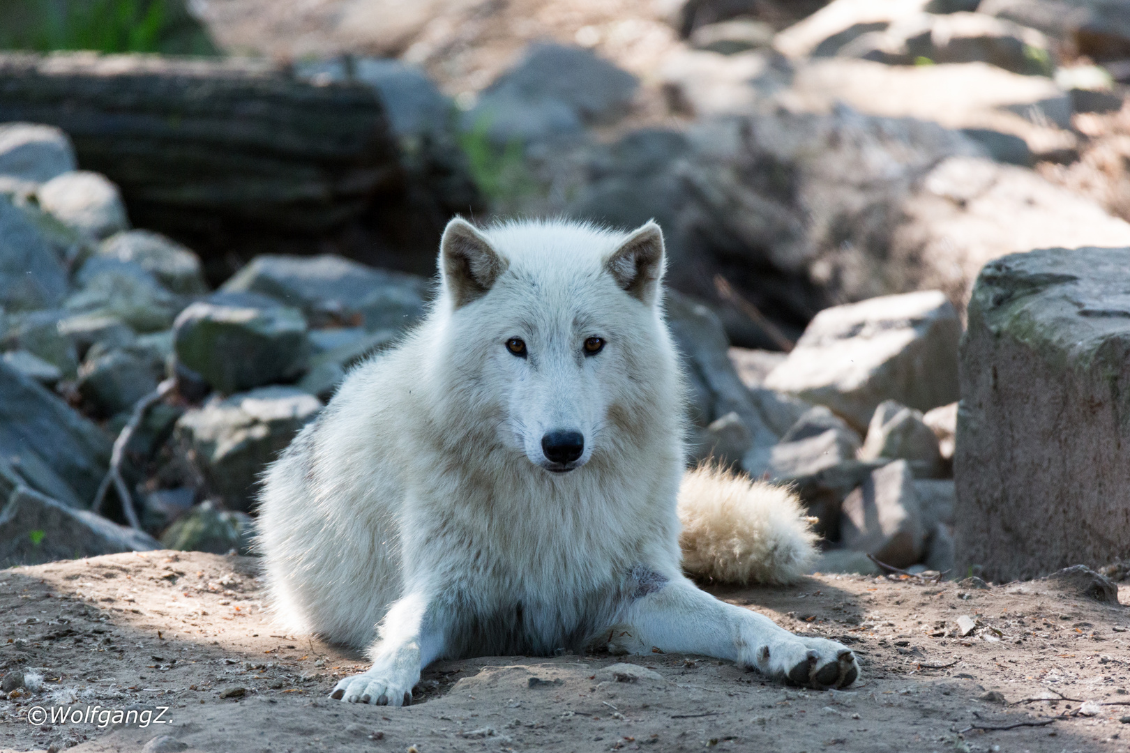 Hudson Bay Wolf