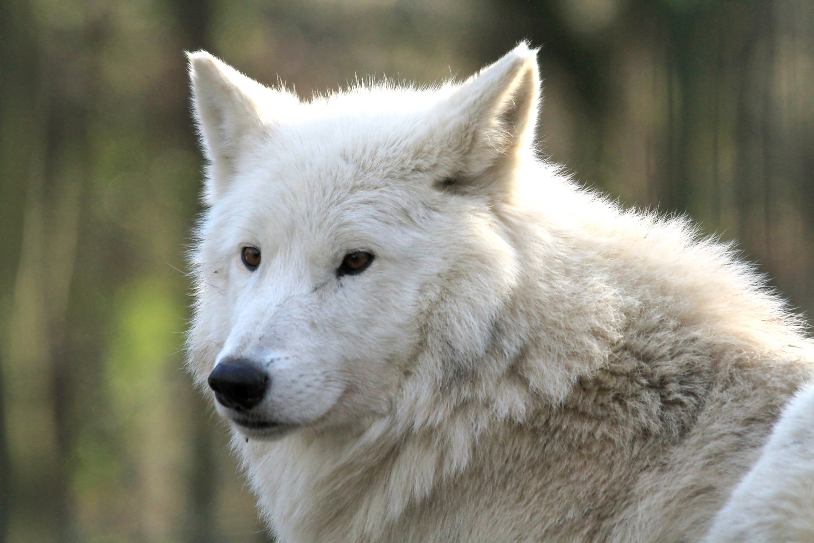 Hudson Bay Wolf 