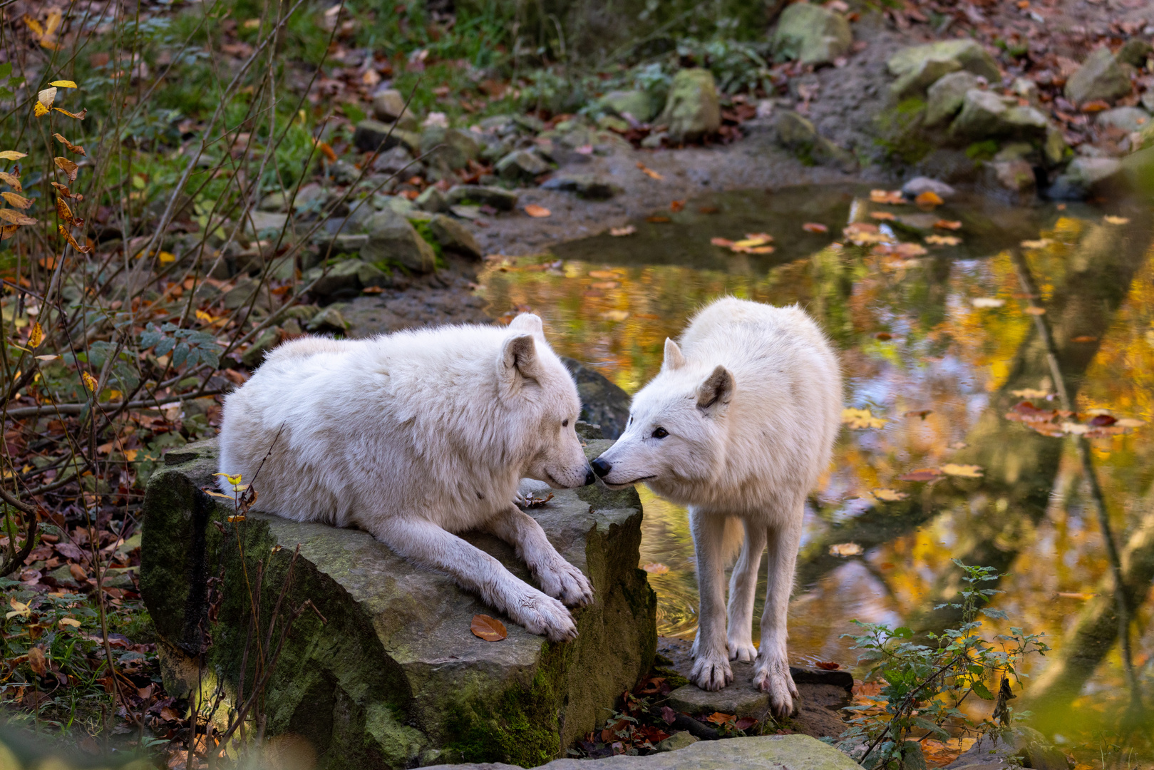 Hudson-Bay Wolf