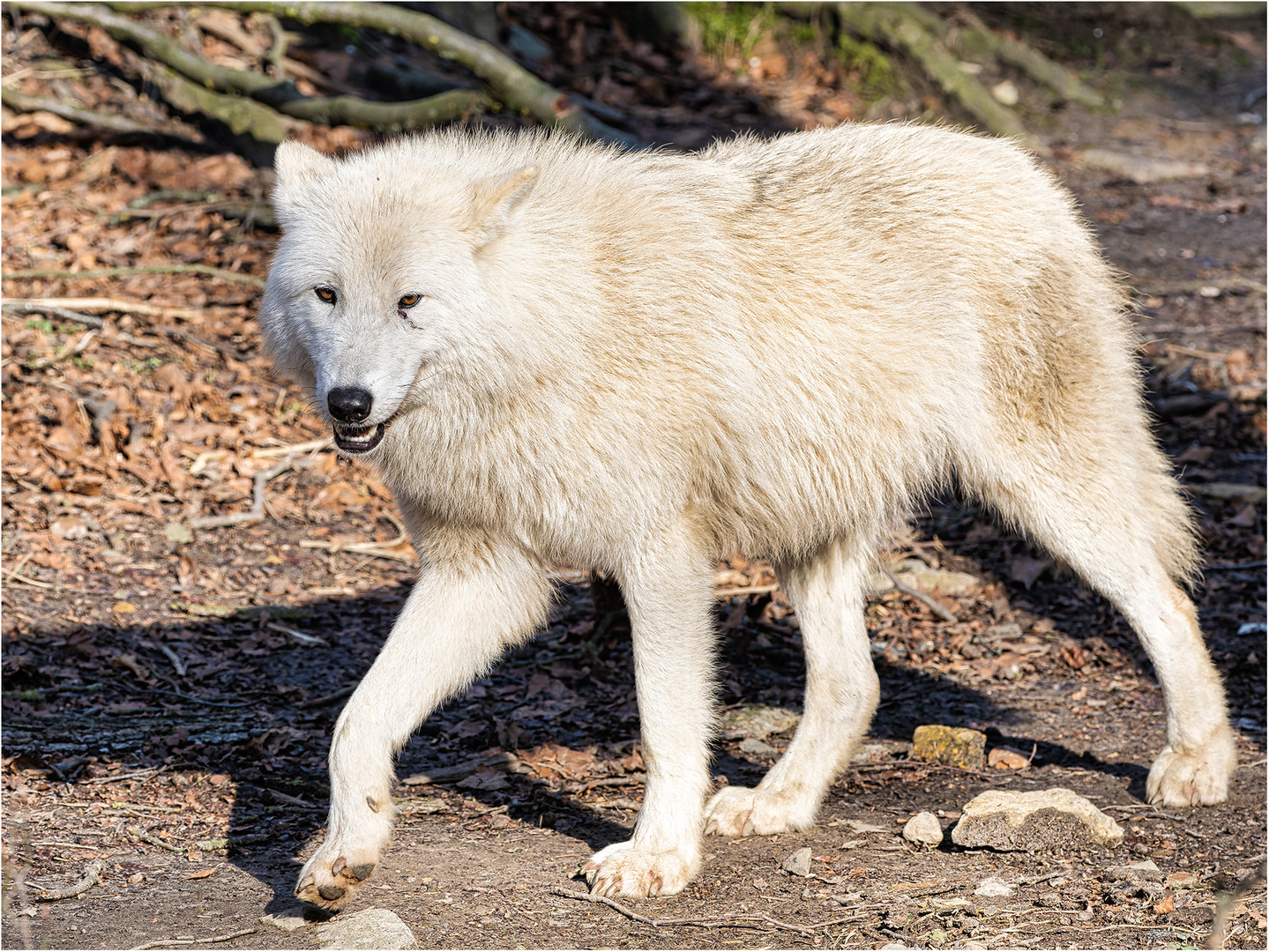 Hudson Bay Wolf