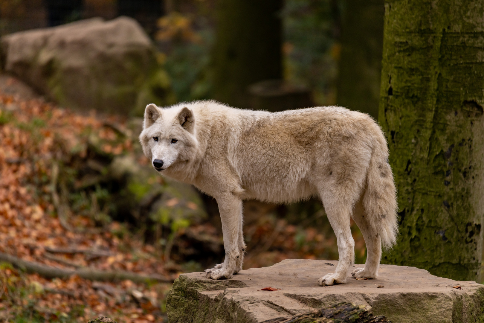 Hudson-Bay Wolf