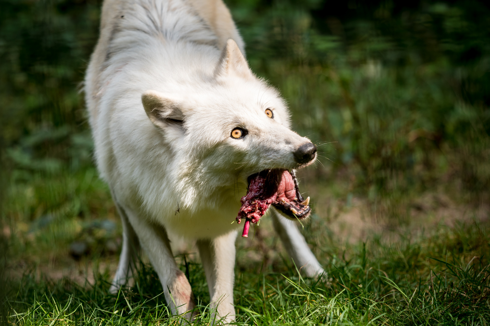 Hudson Bay Wolf