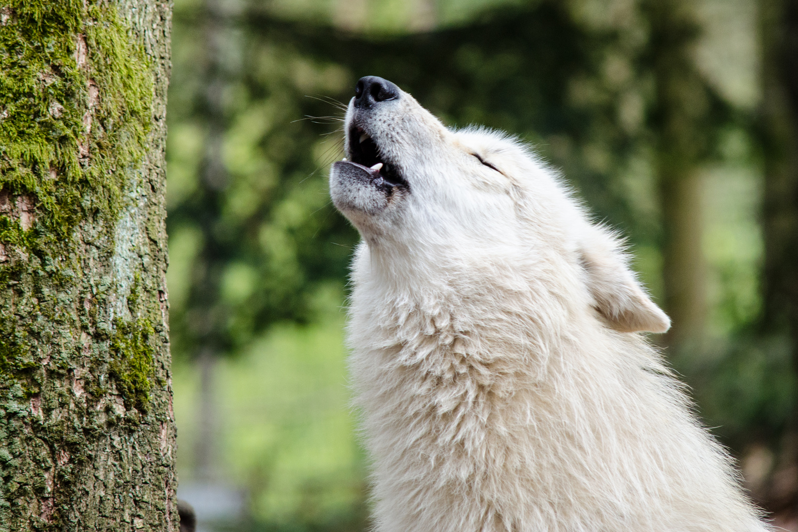 Hudson Bay Wolf heult