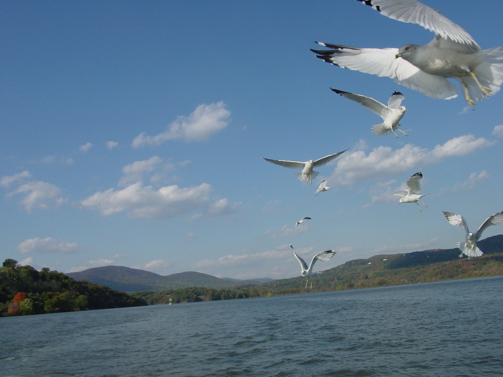 Hudson River Gulls