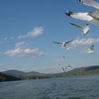 Hudson River Gulls