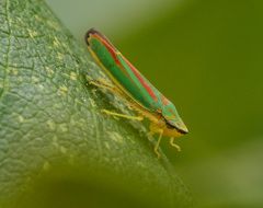 Hübsch aber ärgerlich: Graphocephala fennahi (Rhododendronzikade)