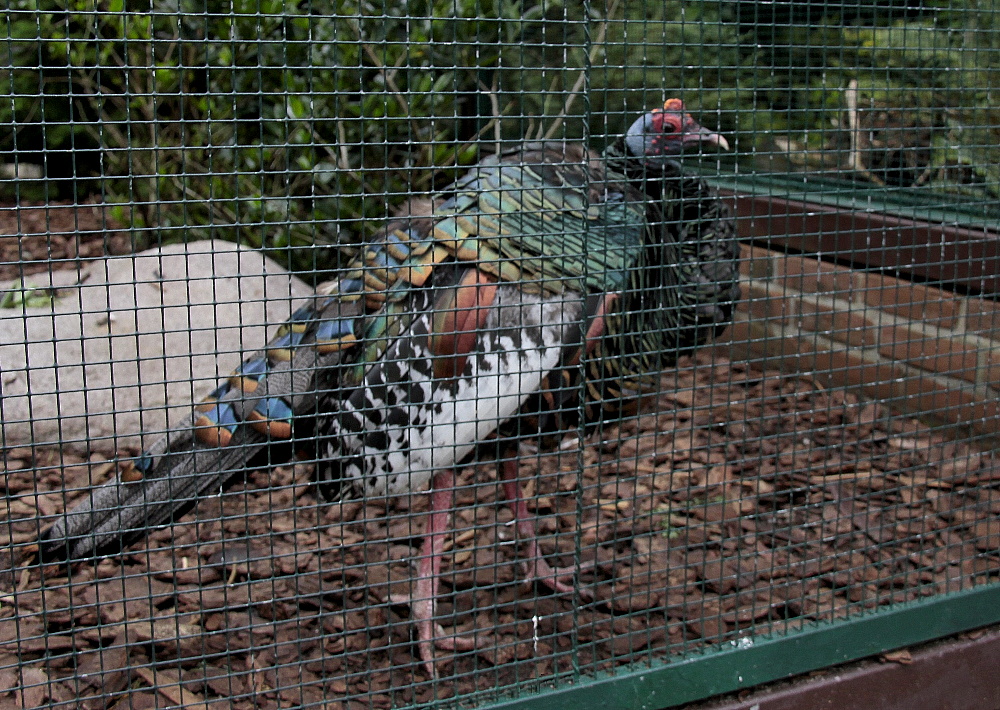 Hübsch, aber leider hinter Gittern