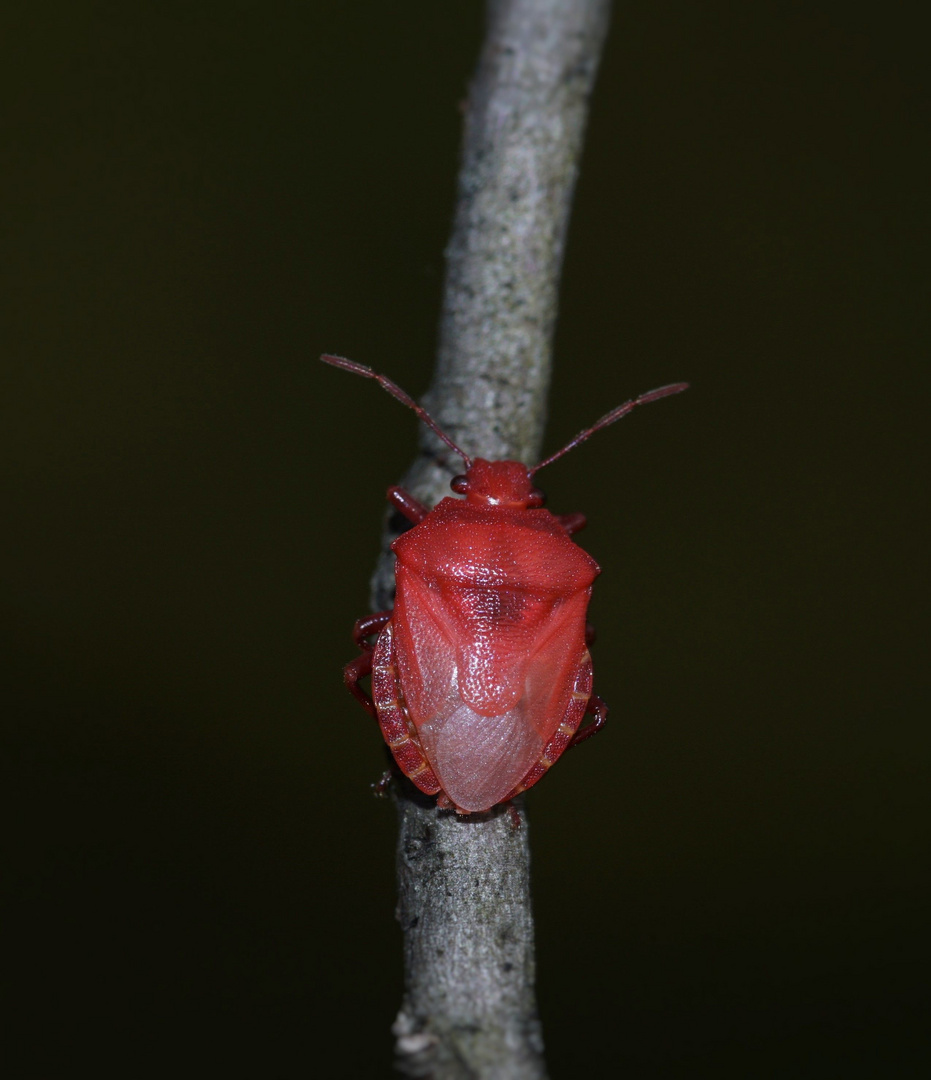 hübsch anzusehen Rhacognathus punctatus