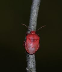 hübsch anzusehen Rhacognathus punctatus