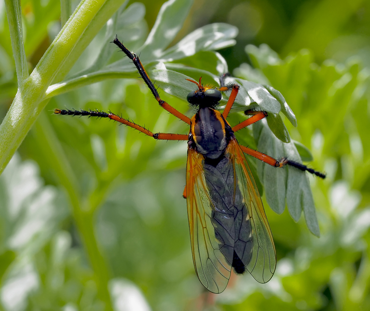 Hübsch und räuberisch: Die Kleine Wolfsfliege (Molobratia teutonus) *