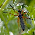 Hübsch und räuberisch: Die Kleine Wolfsfliege (Molobratia teutonus) *