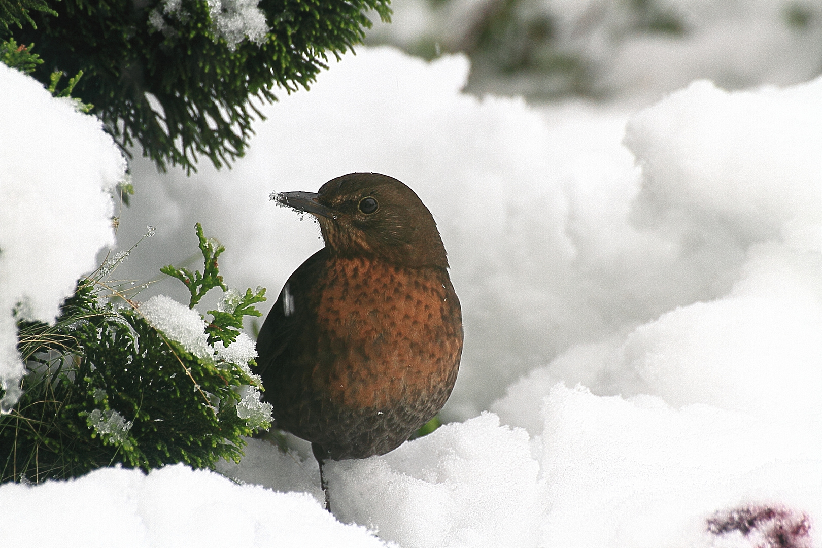 hübsche Amsel - Dame