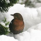 hübsche Amsel - Dame