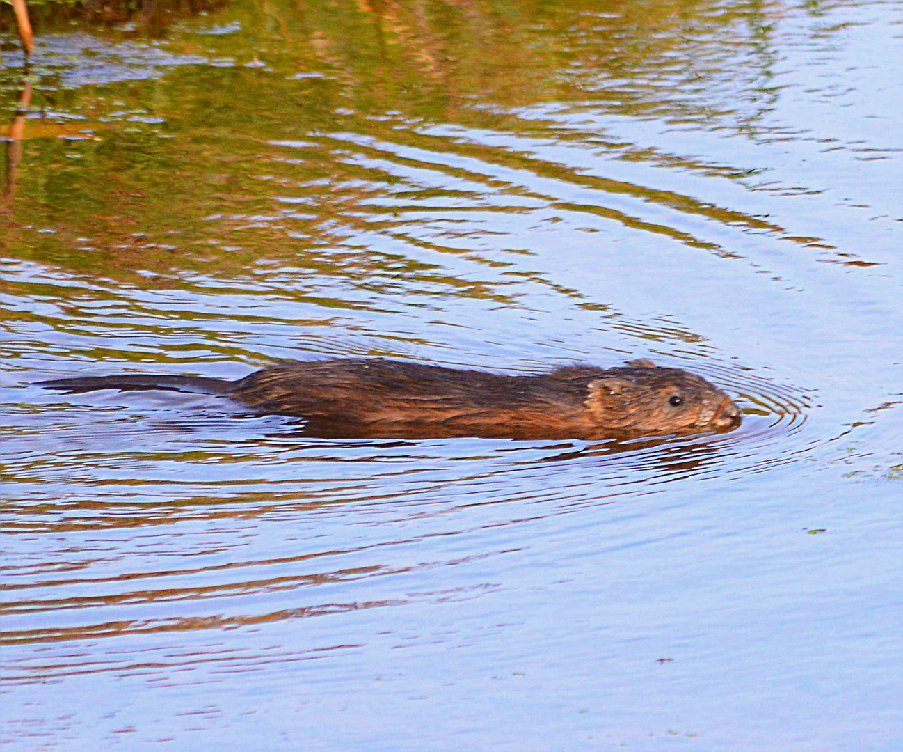 Hübsche Biberratte aus dem noch hübscheren Emsland