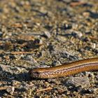 Hübsche Blindschleiche auf dem Waldweg