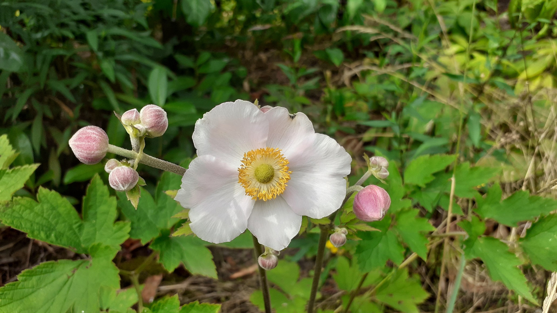 hübsche Blüte in meinem Garten