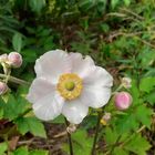 hübsche Blüte in meinem Garten