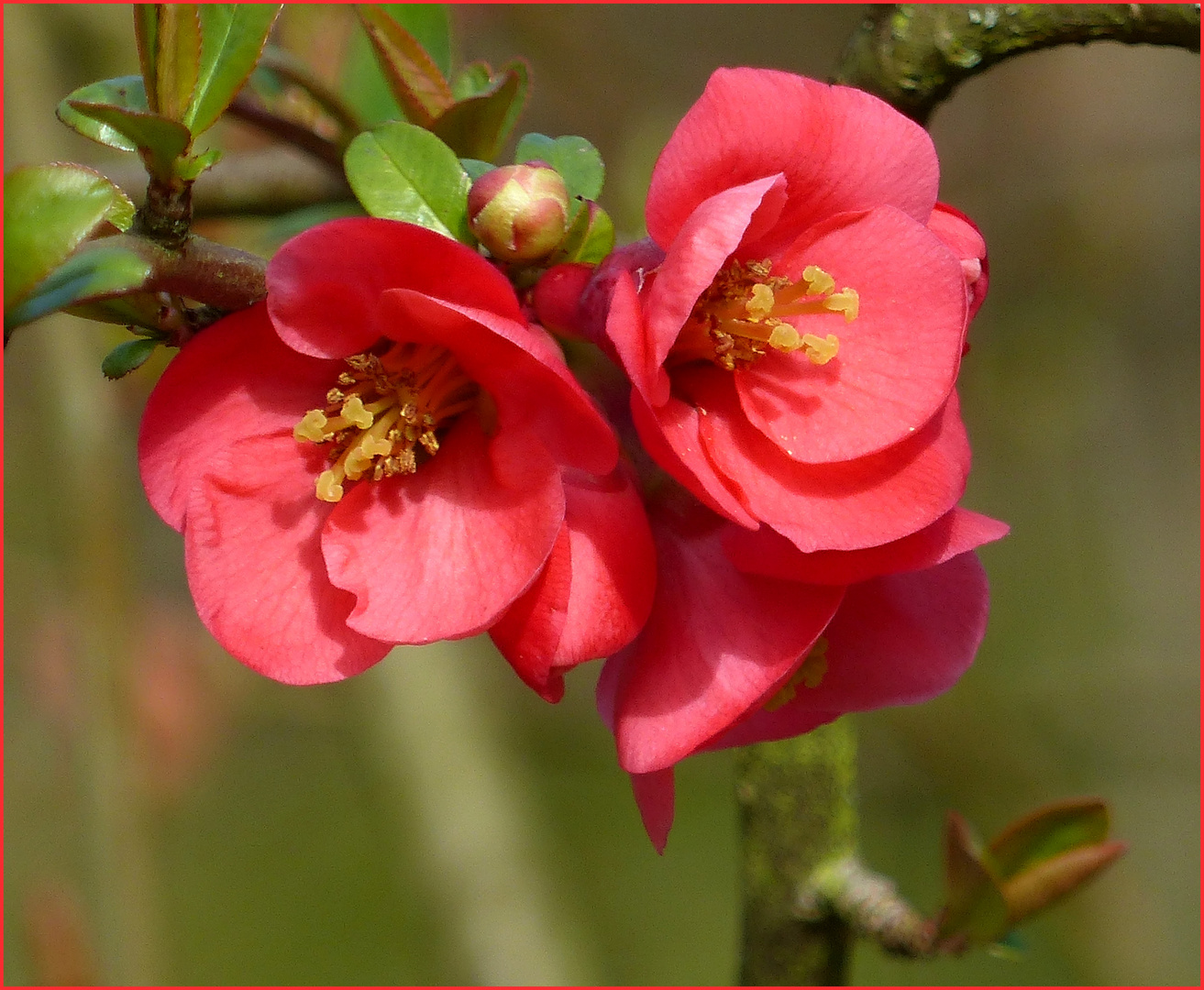 hübsche Blüten