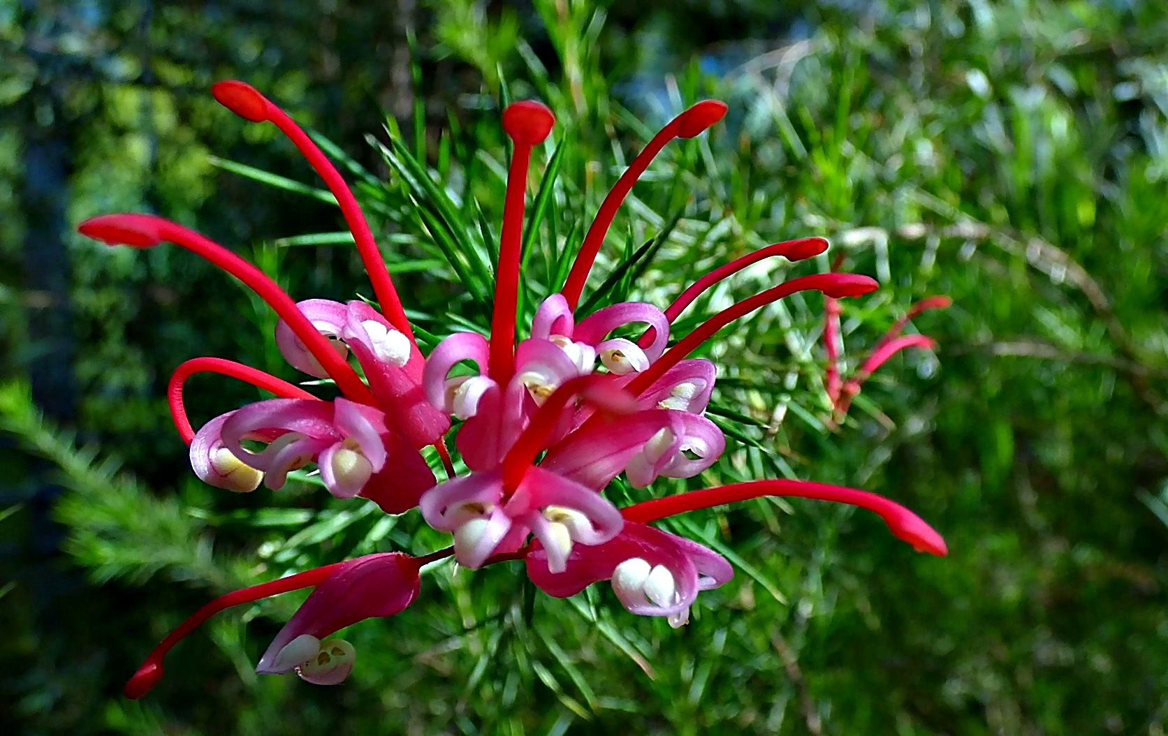 Hübsche Blüten . . .