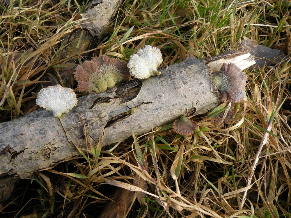 Hübsche bunte Pilze ; Porlinge , aber welche ?