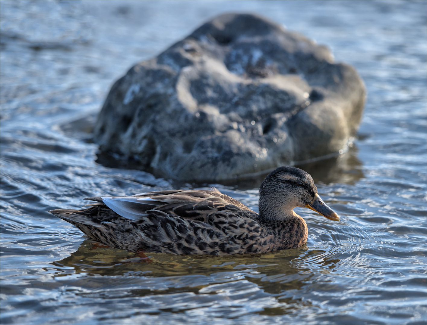 hübsche Ente