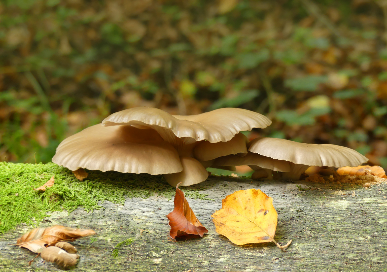 Hübsche flache Pilze