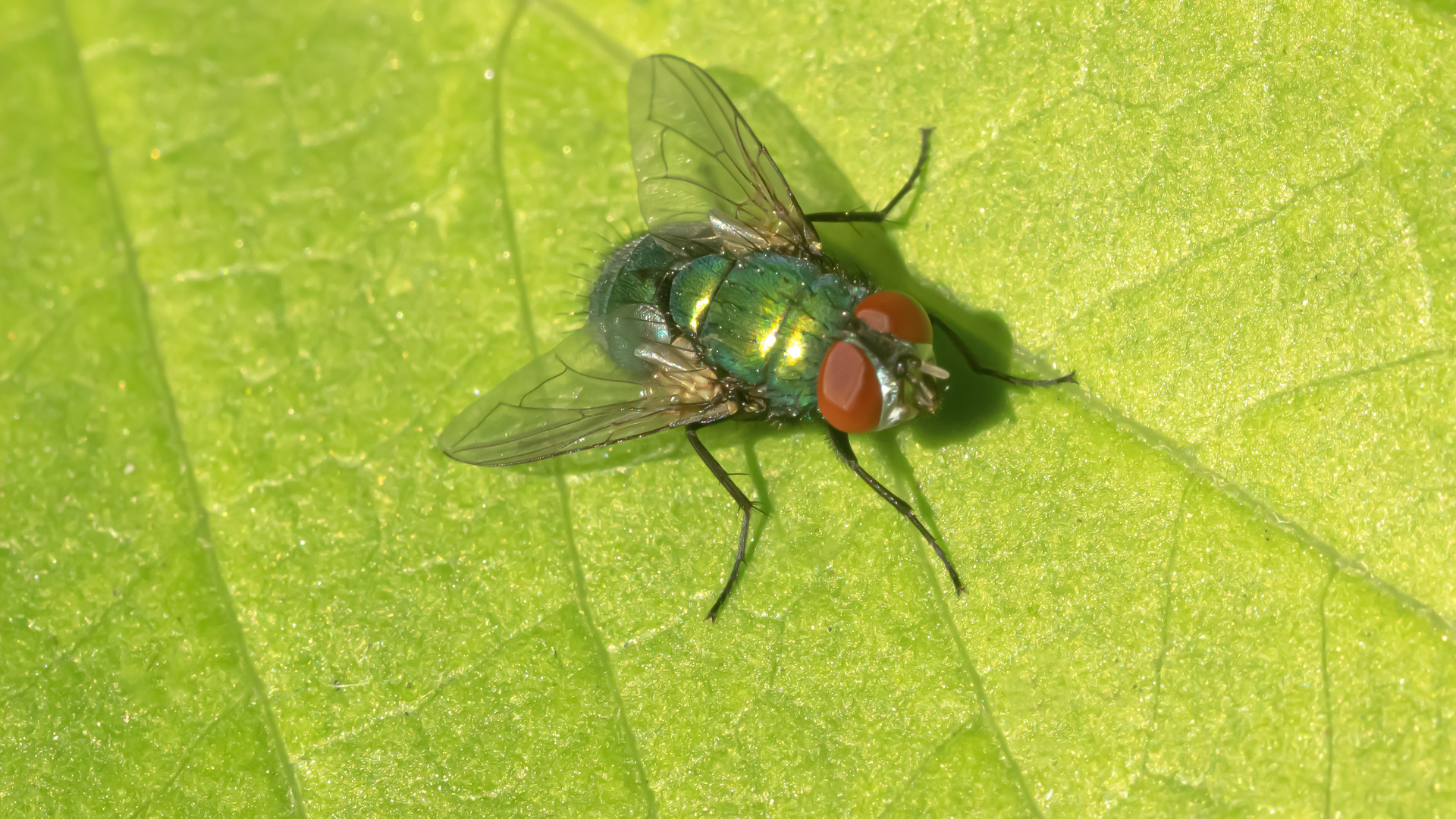 Hübsche Fliege