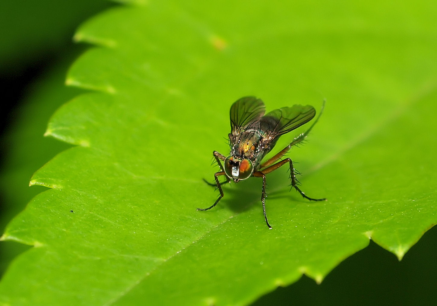 Hübsche Fliege