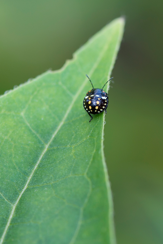 hübsche flinke Schmuckwanze