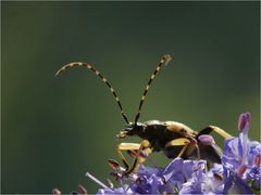 Hübsche Fühler