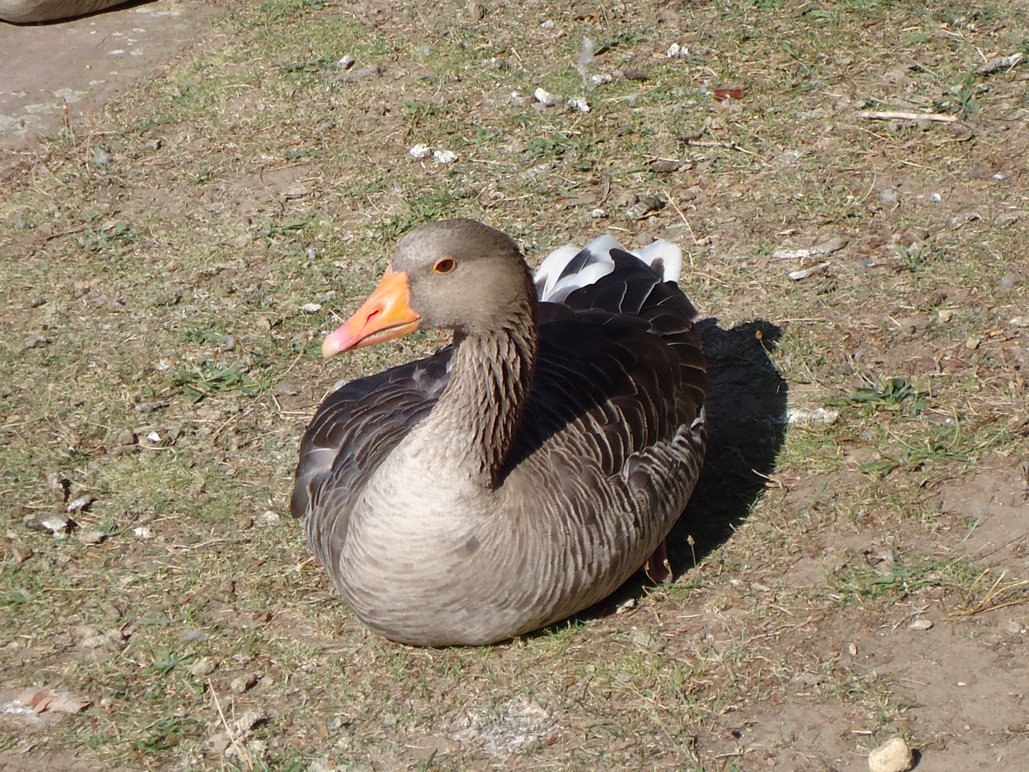 Hübsche Gans