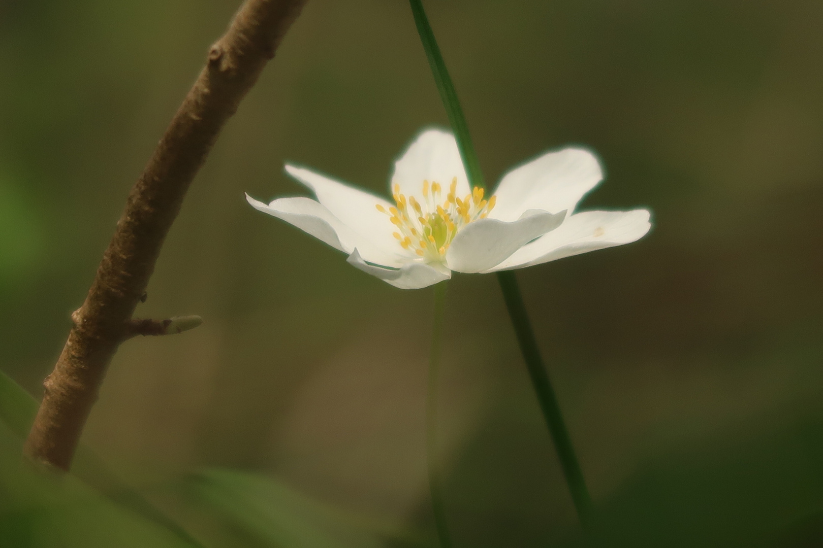 Hübsche Kleine