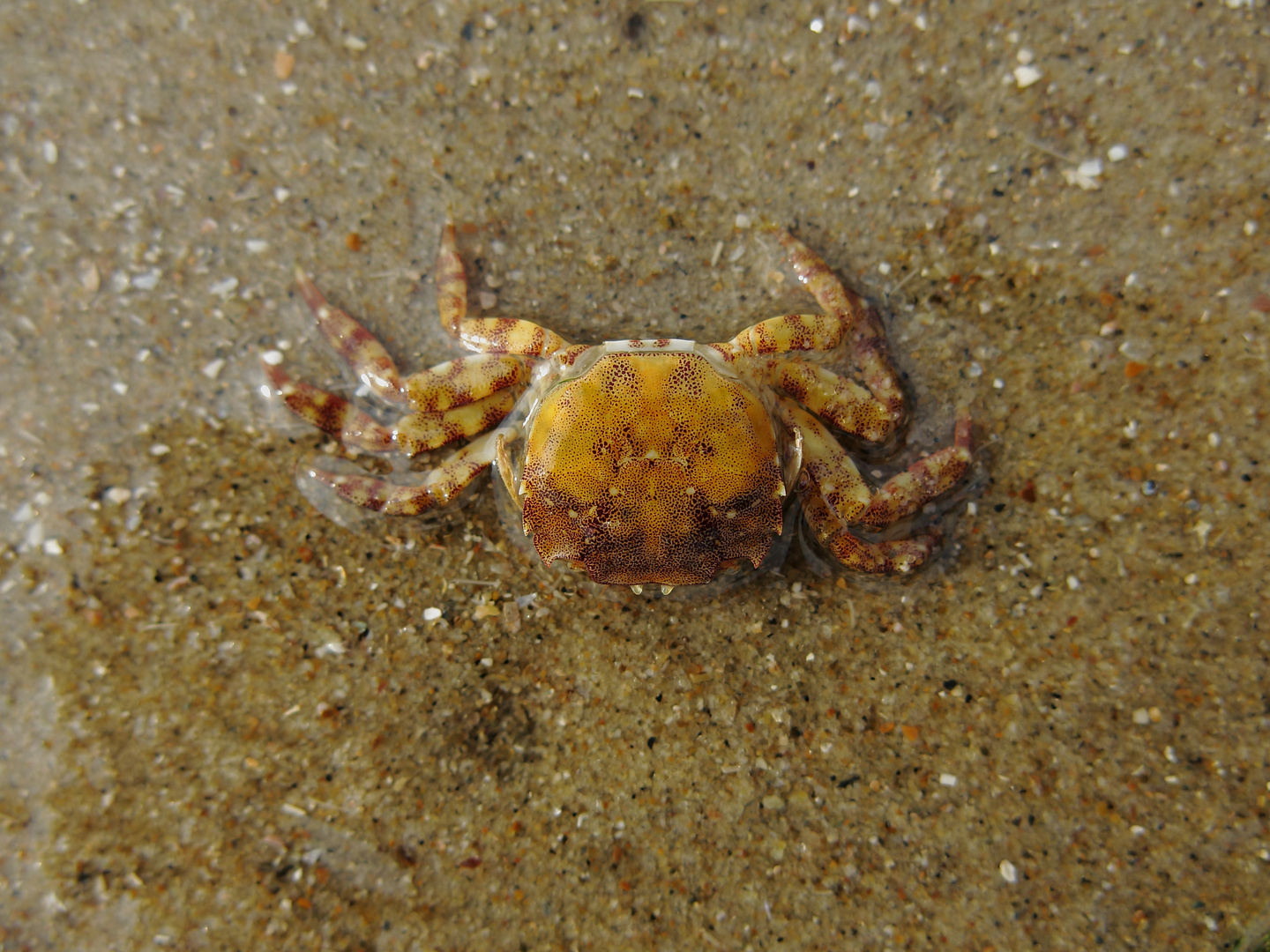 Hübsche Krabbe