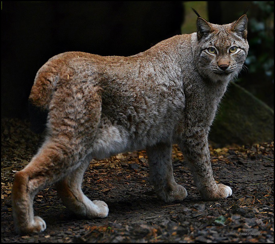 Hübsche Luchs Lady !!!