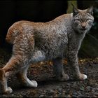 Hübsche Luchs Lady !!!