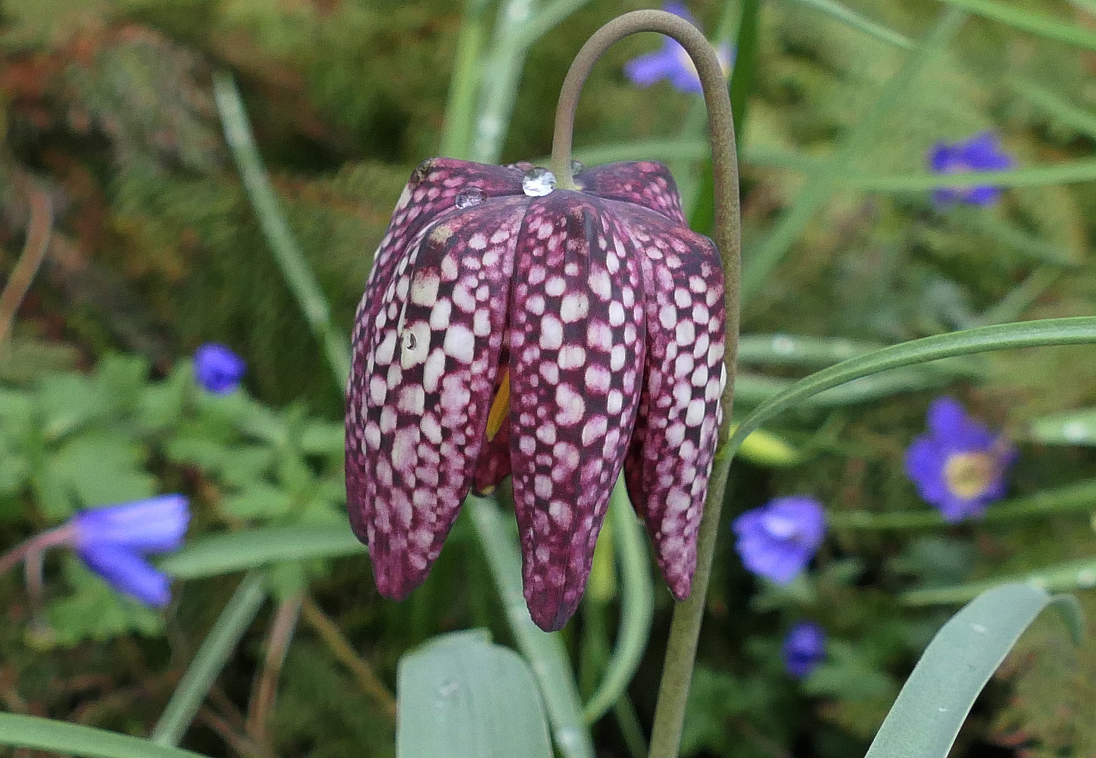 Hübsche Schachbrettblumen . . .