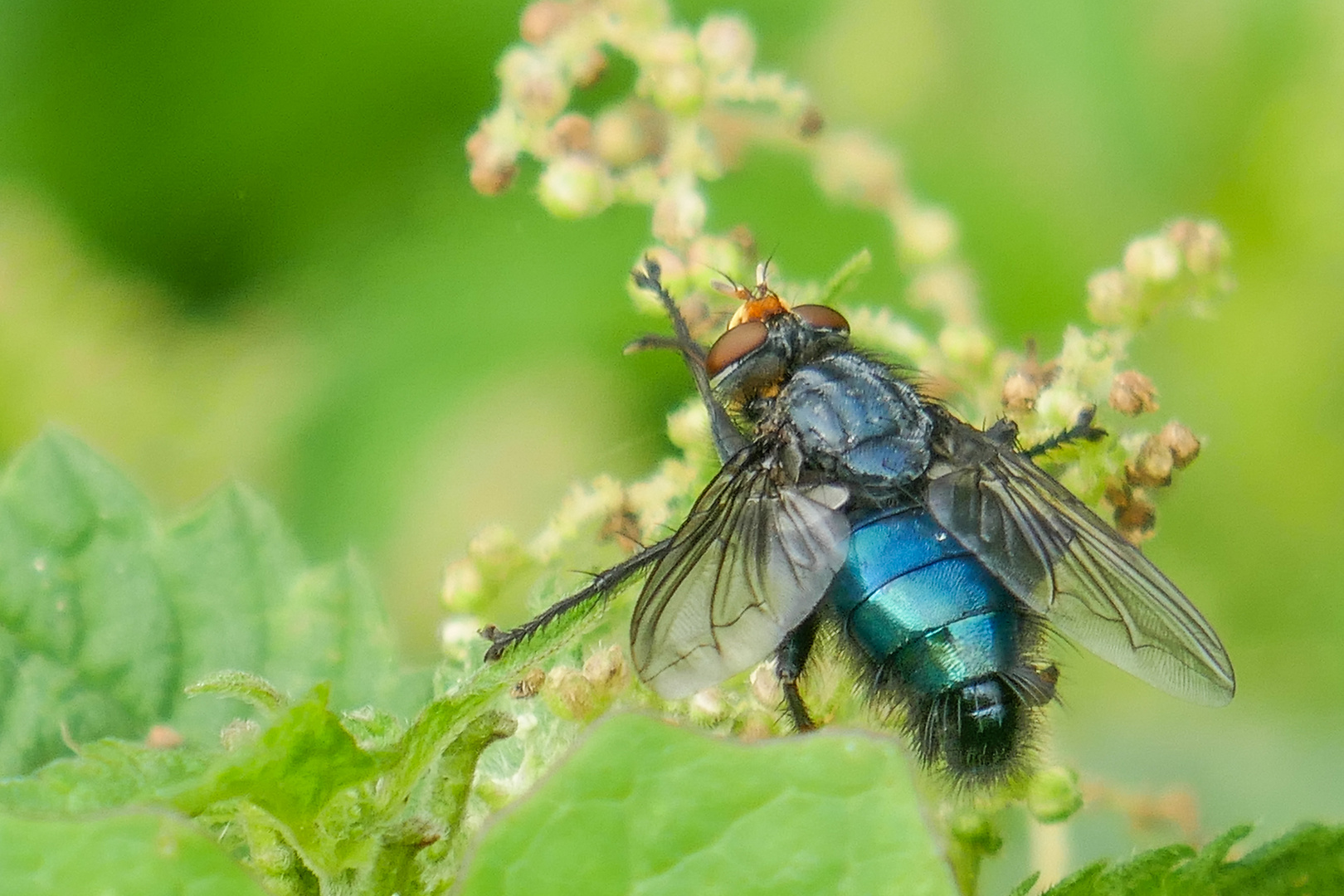 Hübsche Schmeißfliege