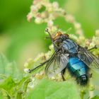 Hübsche Schmeißfliege