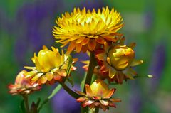 Hübsche Strohblume