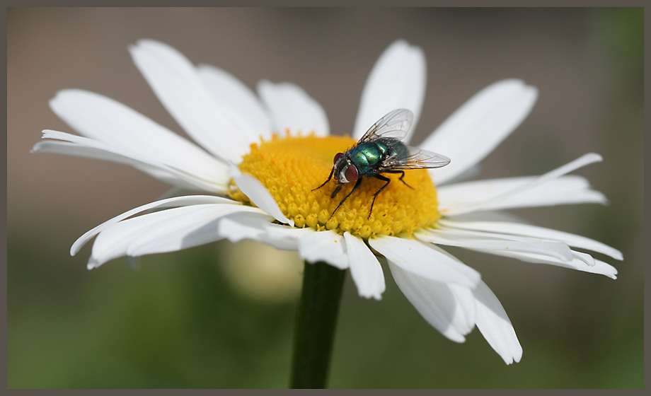 Hübscher Besuch