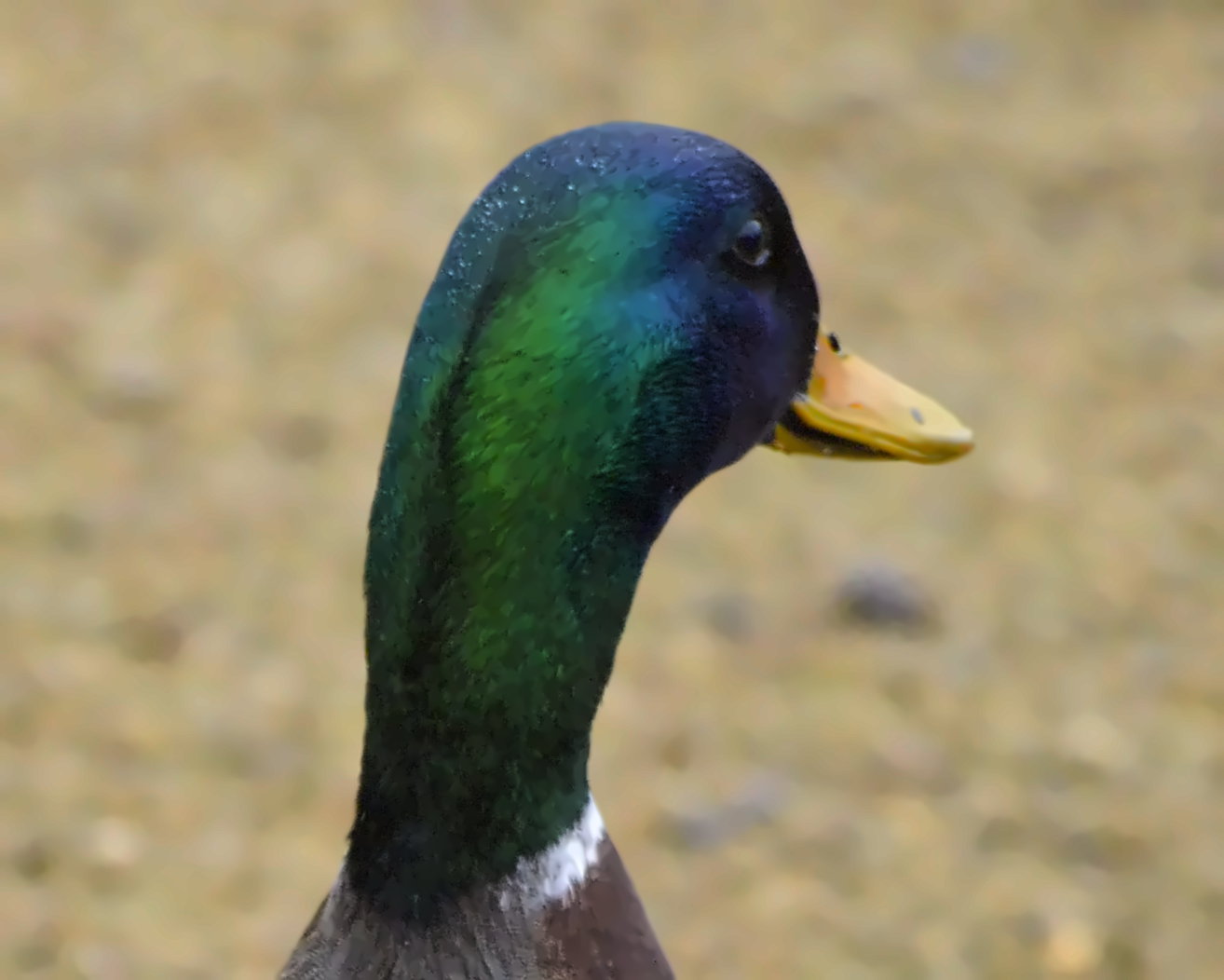 Hübscher Bursche ( Stockente ) 